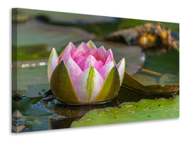 canvas-print-xl-water-lily-in-pink