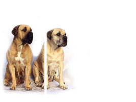 3-piece-canvas-print-2-mastiffs