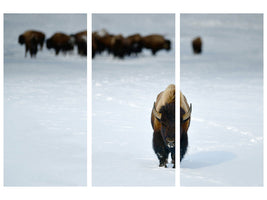 3-piece-canvas-print-alpha-male-bison