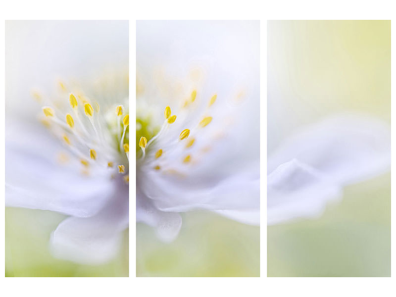 3-piece-canvas-print-anemone-beauty