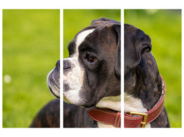 3-piece-canvas-print-attentive-boxer