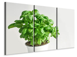 3-piece-canvas-print-basil-in-the-pot