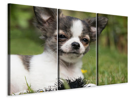 3-piece-canvas-print-chihuahua-to-fall-in-love