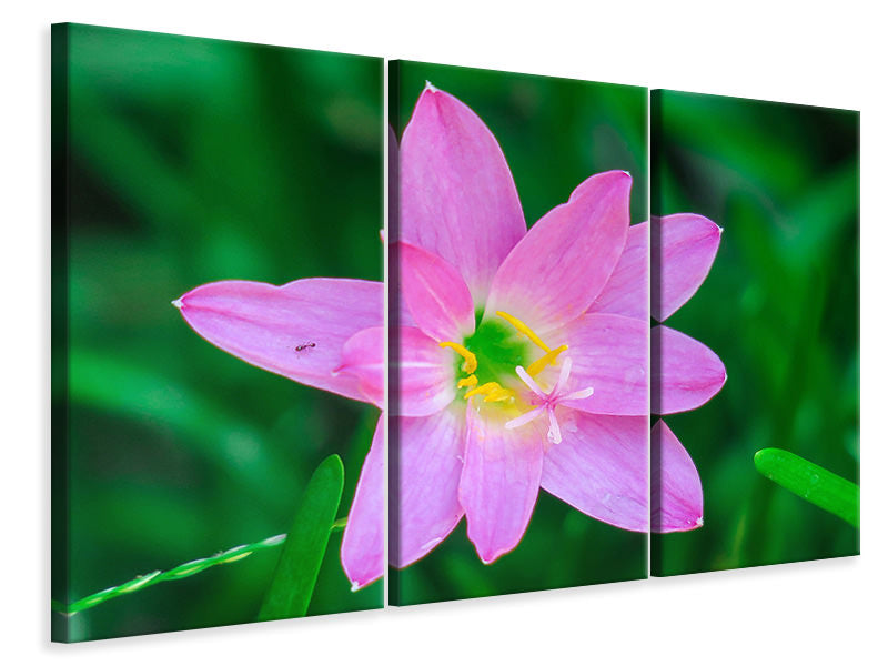 3-piece-canvas-print-close-up-of-pink-blossom