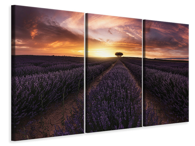 3-piece-canvas-print-lavender-sunset