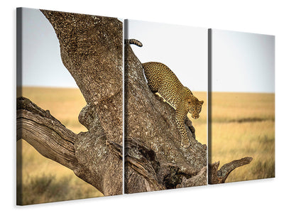 3-piece-canvas-print-leopard-serengheti-tanzania