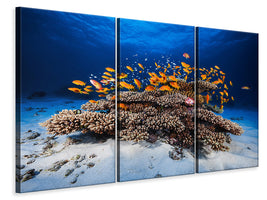 3-piece-canvas-print-marine-life