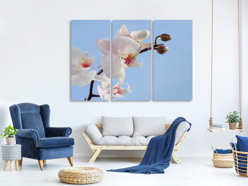 3-piece-canvas-print-orchid-in-the-sky