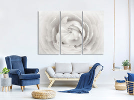 3-piece-canvas-print-ranunculus