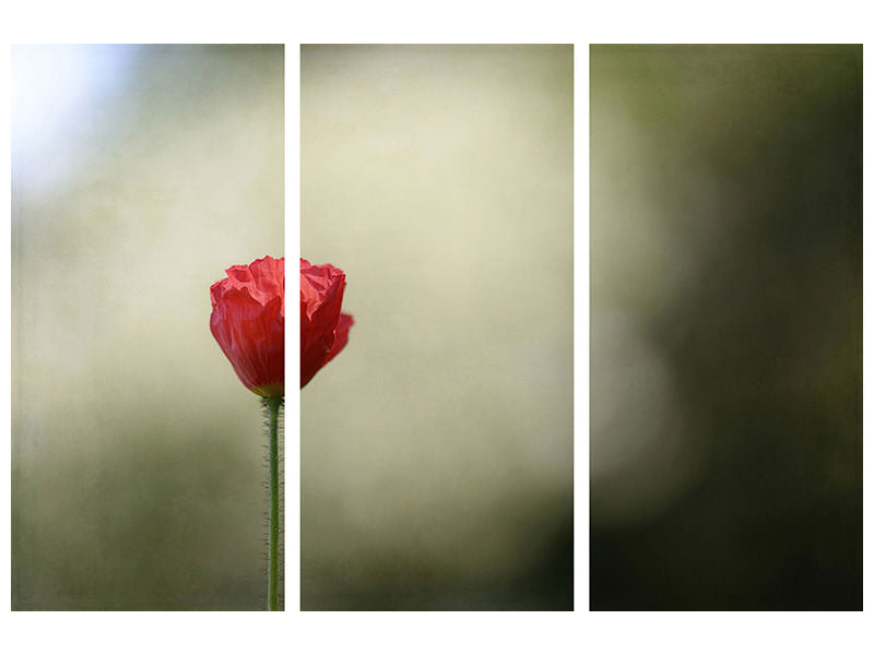 3-piece-canvas-print-red-poppy