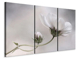 3-piece-canvas-print-simply-cosmos