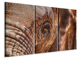 3-piece-canvas-print-the-look-of-the-elephant