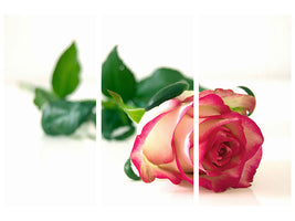 3-piece-canvas-print-the-proud-rose