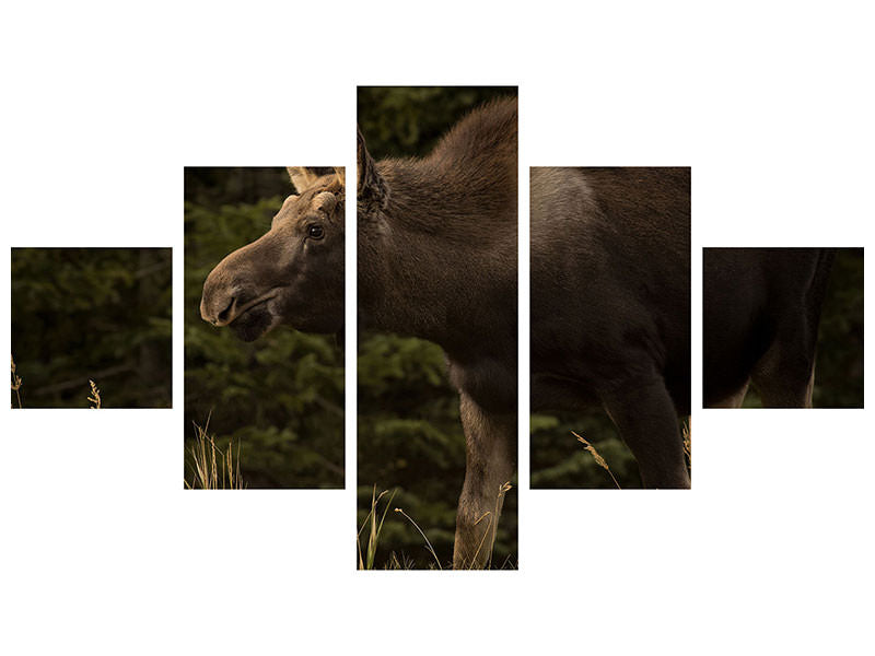 5-piece-canvas-print-young-moose-on-the-loose