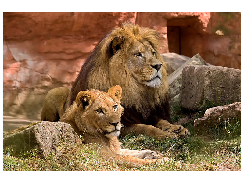 canvas-print-a-lion-couple