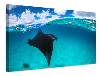 canvas-print-a-reef-manta-ray-in-mayotte-x