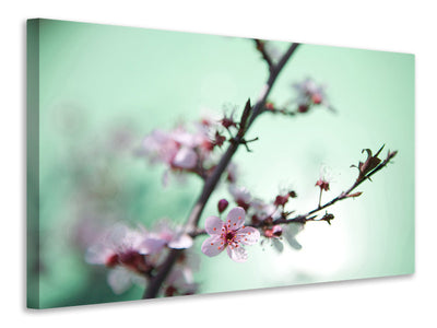 canvas-print-beautiful-japanese-cherry-blossom