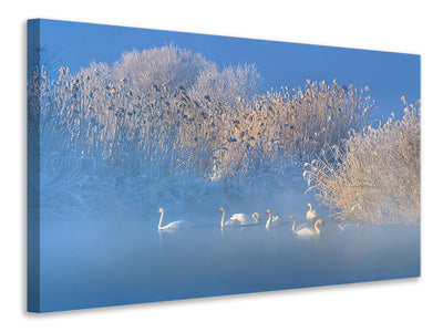canvas-print-blue-swan-lake