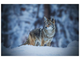 canvas-print-coyote-in-winter-x