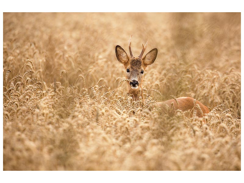 canvas-print-deer-in-the-field-x