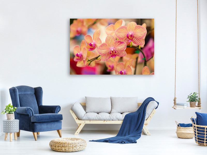 canvas-print-exotic-orchids