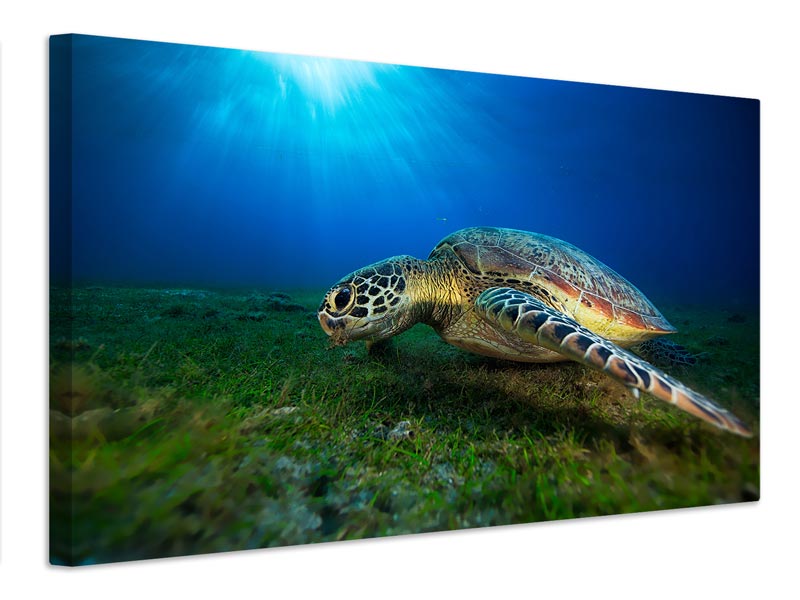 canvas-print-green-turtle-x