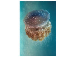 canvas-print-jellyfish-phylorhiza-punctata-x