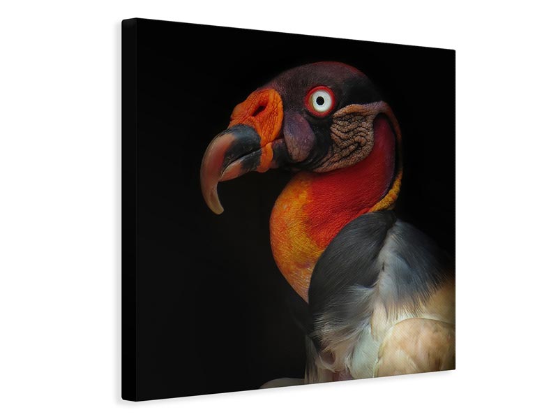 canvas-print-king-vulturesarcoramphus-papa-x