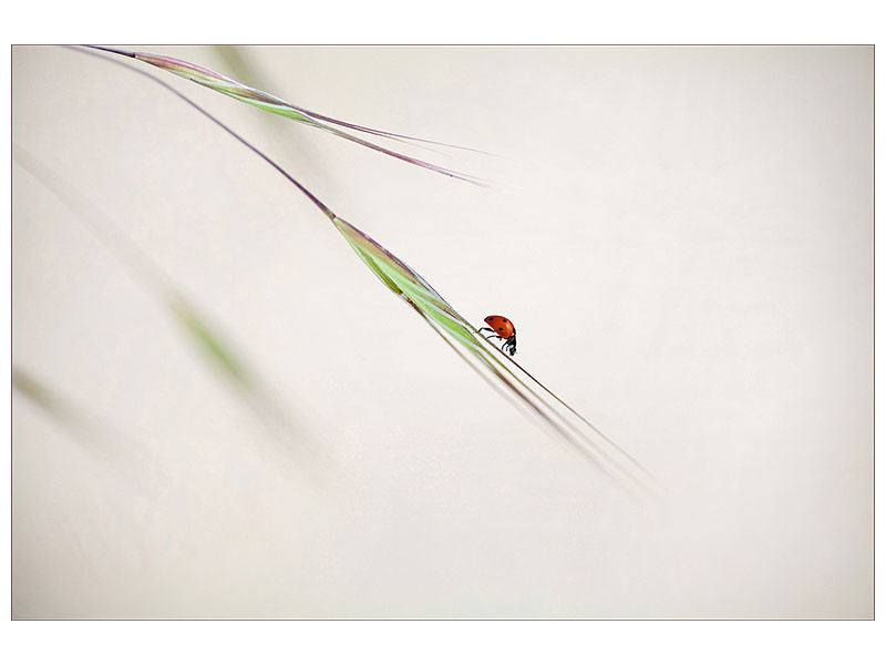 canvas-print-ladybug
