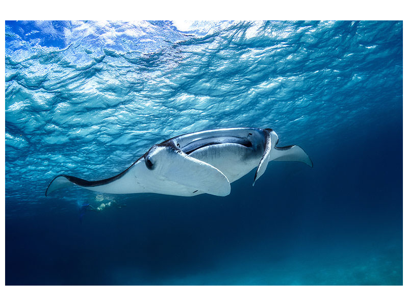 canvas-print-manta-ray