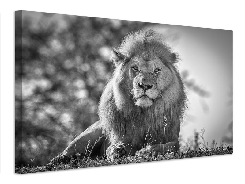 canvas-print-monochromatic-lion-king-x