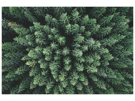 canvas-print-moody-forest-from-above-x