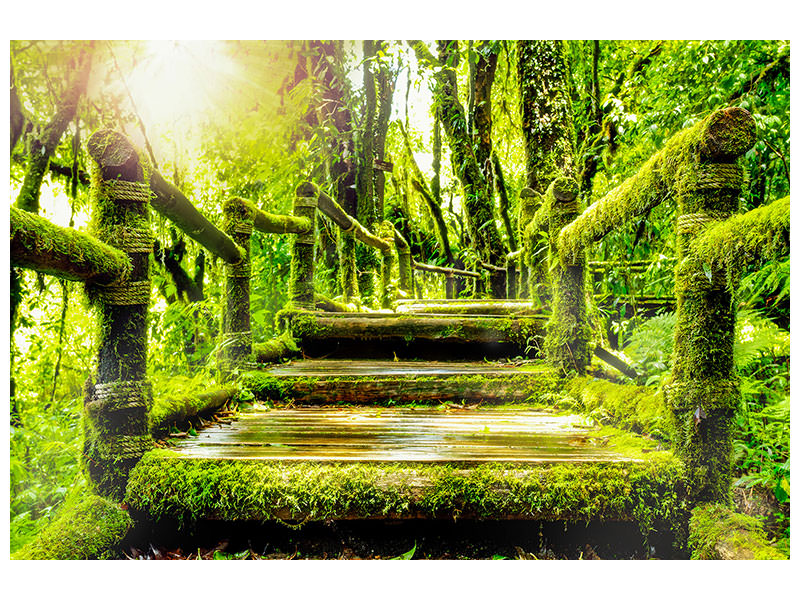 canvas-print-moss