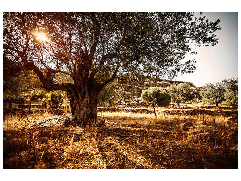 canvas-print-olive-grove