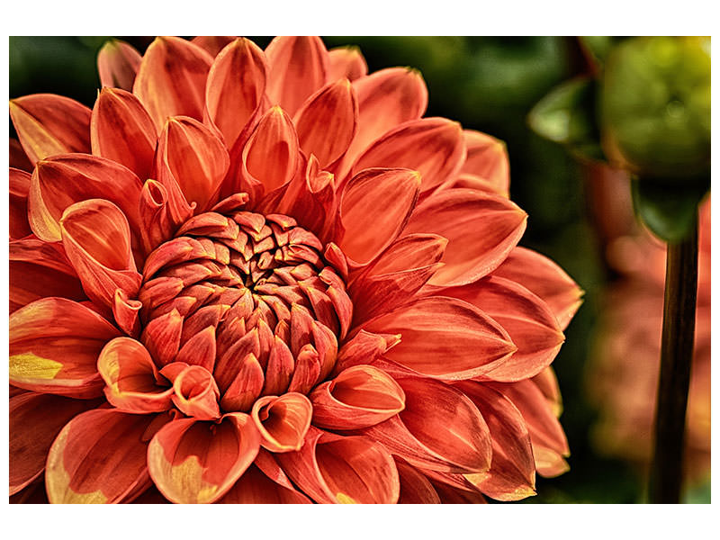 canvas-print-painting-of-a-dahlia