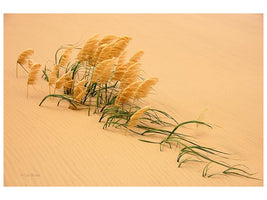 canvas-print-pampas-grass-in-sand-dune-x