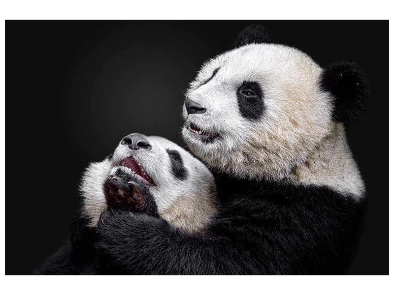 canvas-print-pandas-x