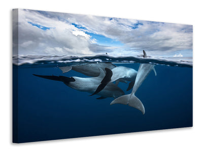 canvas-print-pod-of-dolphin-at-the-surface