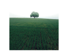 canvas-print-the-lonely-oak-tree