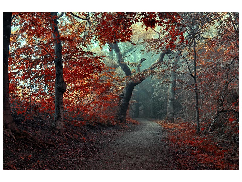 canvas-print-the-red-forest-x