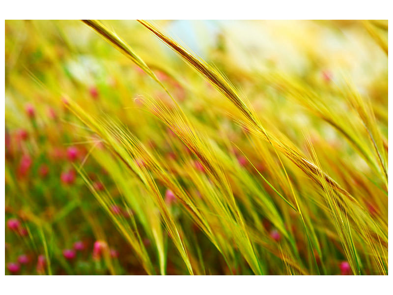 canvas-print-the-wheat-field