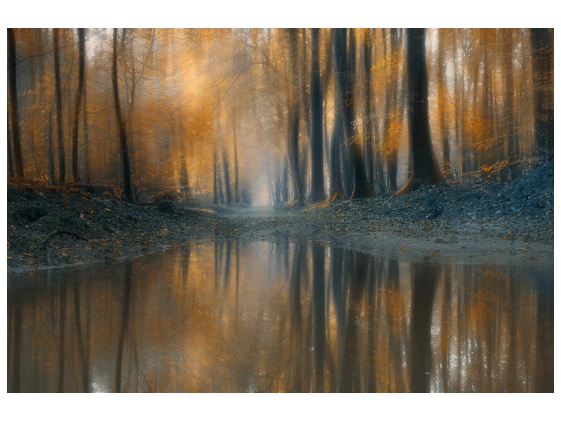 canvas-print-the-woods-x