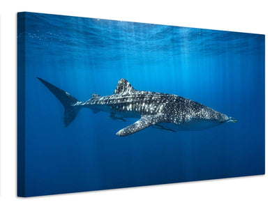 canvas-print-whale-shark-in-the-blue-x