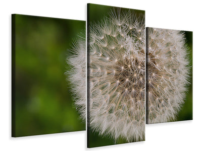 modern-3-piece-canvas-print-the-dandelion-in-nature