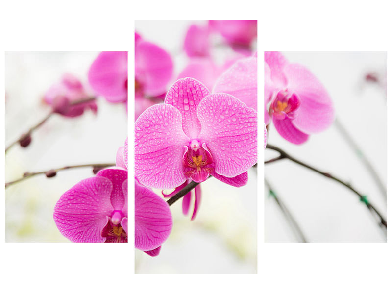 modern-3-piece-canvas-print-the-symbol-of-orchid