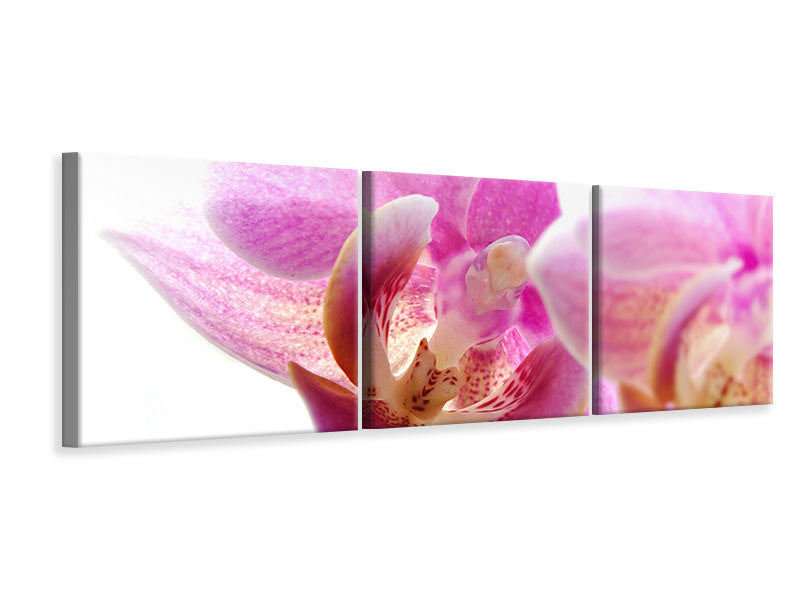 panoramic-3-piece-canvas-print-magnificent-phalaenopsis