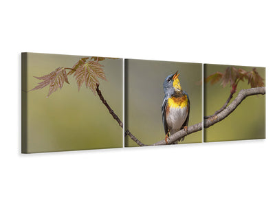 panoramic-3-piece-canvas-print-parula-on-stage