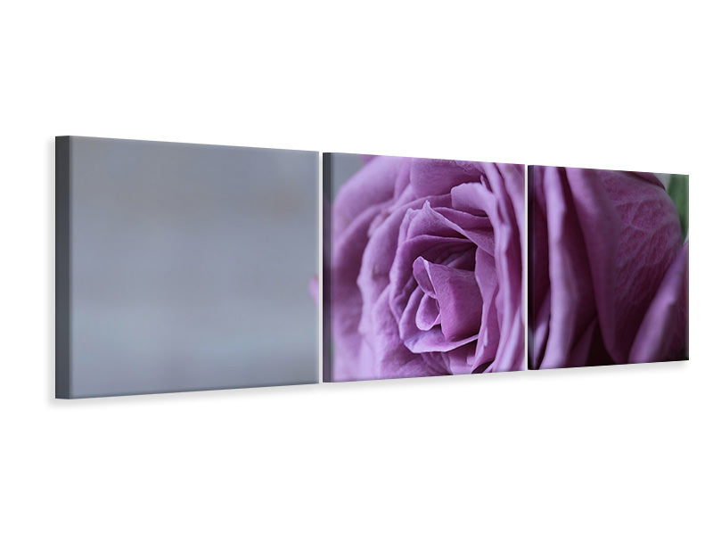 panoramic-3-piece-canvas-print-rose-in-purple-xxl