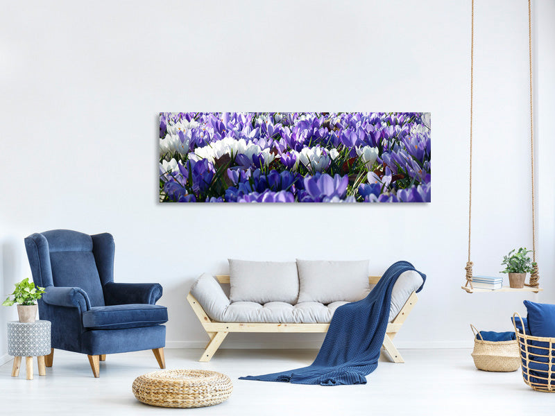 panoramic-canvas-print-a-field-full-of-crocuses