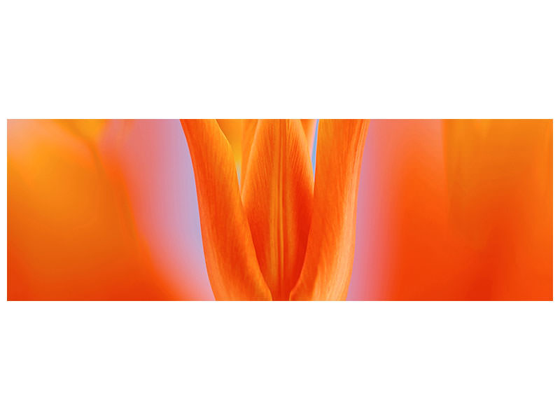 panoramic-canvas-print-kensaki-tulip